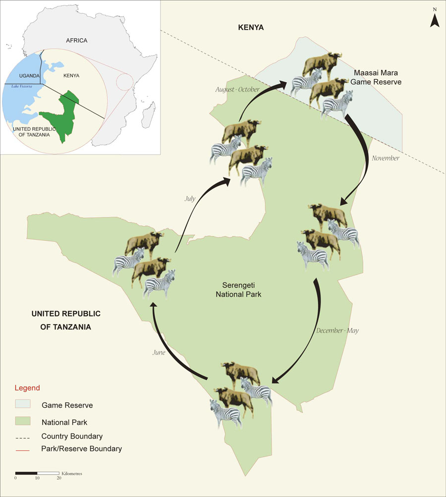 mara-serengeti-migration